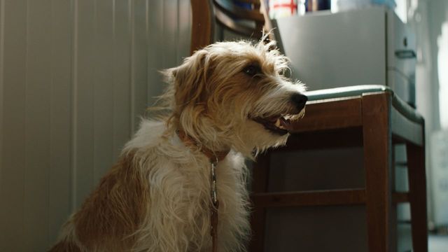 Una scena tratta dal film Torna a casa, Jimi! - 10 cose da non fare quando perdi il tuo cane a Cipro
