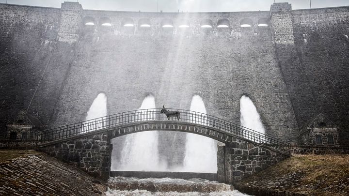 Una scena tratta dal film EO