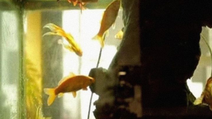 Una scena tratta dal film L'Aquarium et la Nation