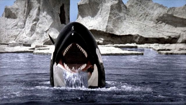 Una scena tratta dal film L'orca assassina