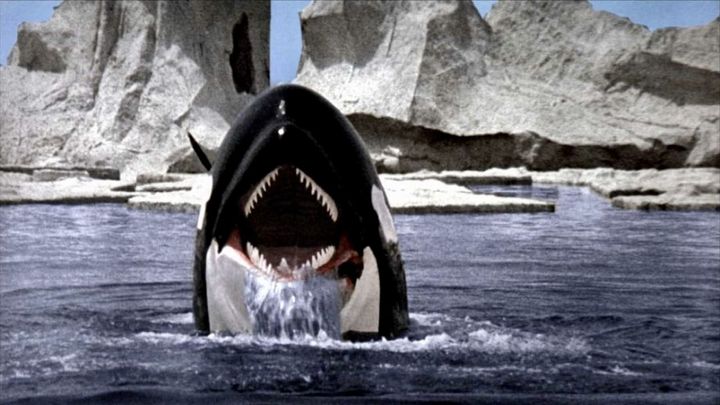 Una scena tratta dal film L'orca assassina