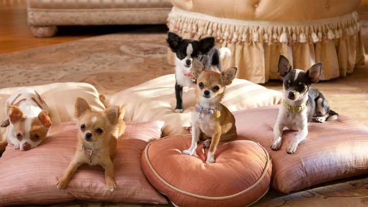 Una scena tratta dal film Beverly Hills Chihuahua 2