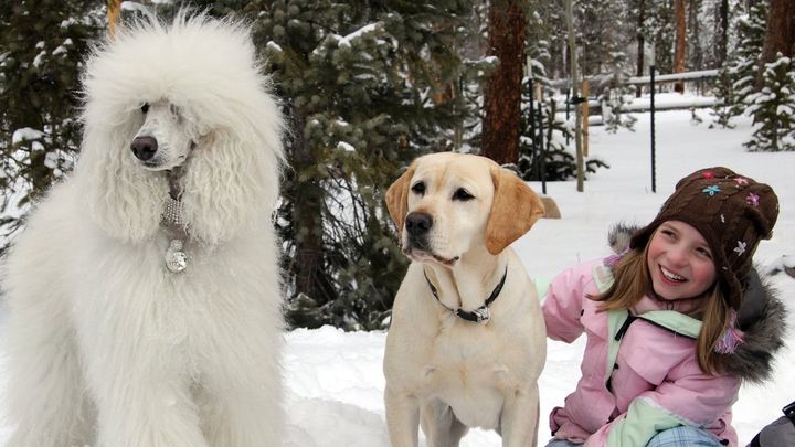 Una scena tratta dal film Mamma che Natale da cani!