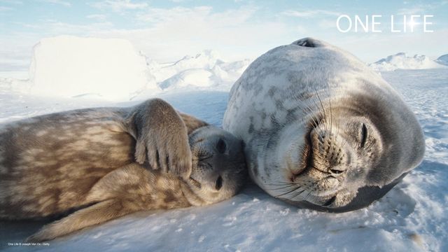 One Life, cast e trama film - Super Guida TV