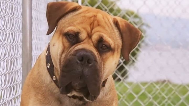 Una scena tratta dal film Spot - Supercane anticrimine