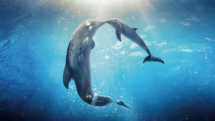Una scena tratta dal film L'incredibile storia di Winter il delfino 2