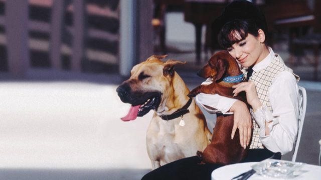 Una scena tratta dal film 4 bassotti per 1 danese