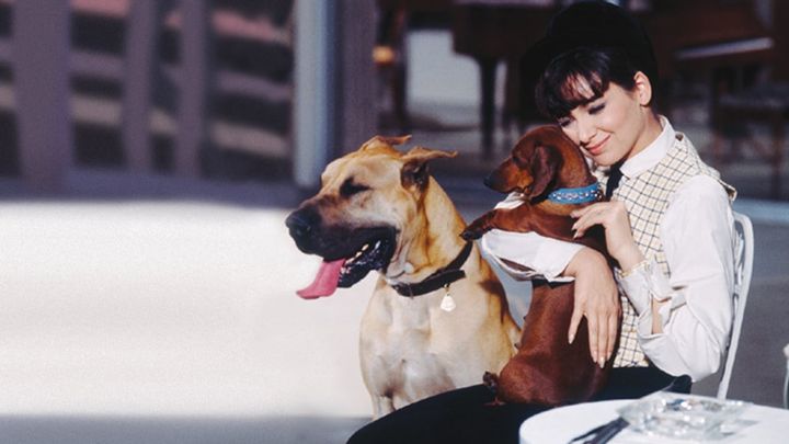 Una scena tratta dal film 4 bassotti per 1 danese