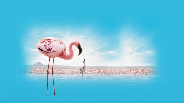 Una scena tratta dal film Il mistero dei fenicotteri rosa