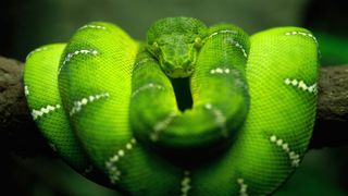 Gli animali piu' pericolosi