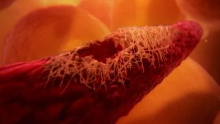Inside the human body