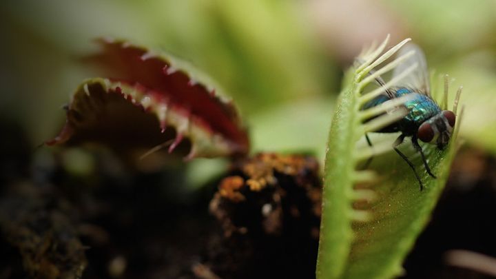 Animali a caccia: Trappole e imboscate