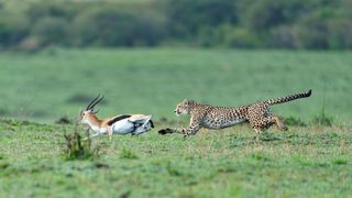 Predatori e prede - L'eterna sfida