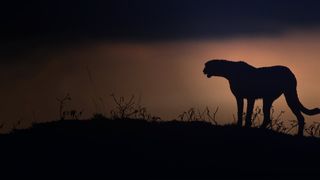 Kalahari - Land of secret alliances