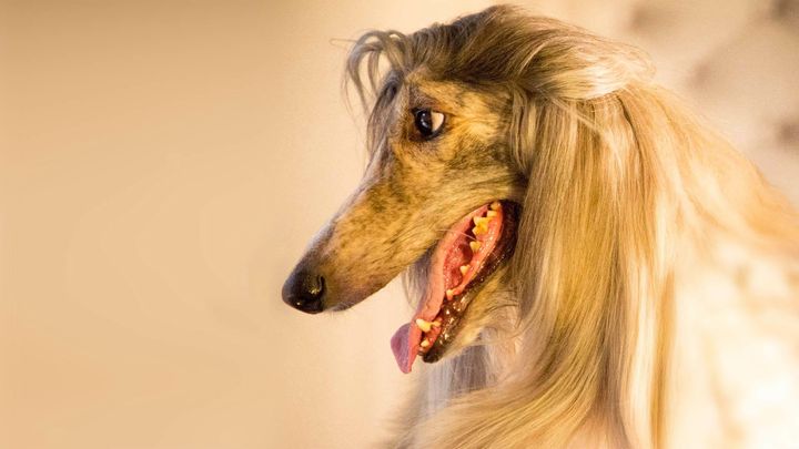 La vita segreta dei cani