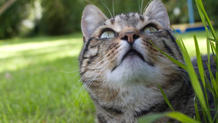 Desperate House Cats