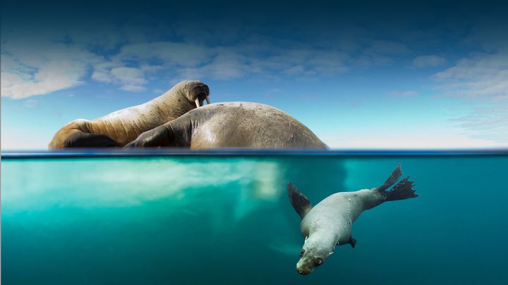 Il pianeta blu