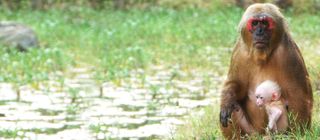 Mysteries of the Mekong