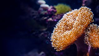 Wildest Pacific