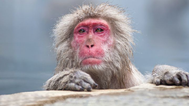 Un anno di natura sulla terra