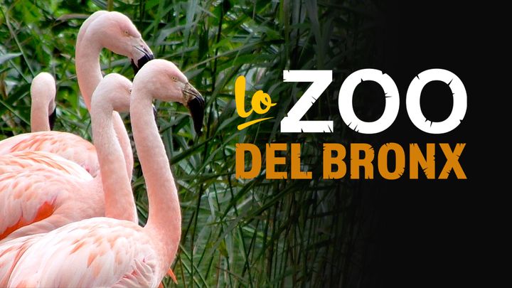 Lo zoo del Bronx