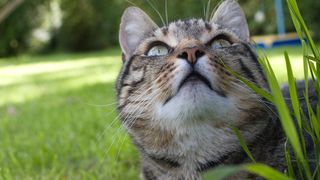 Desperate House Cats