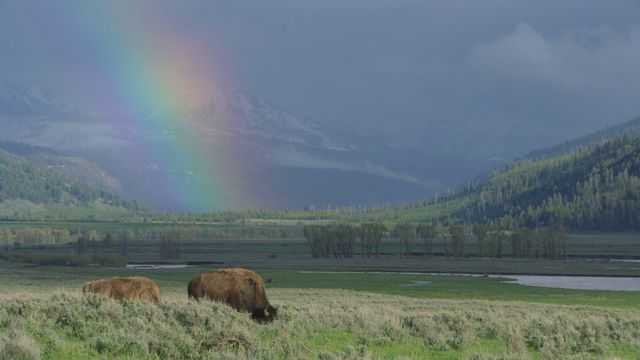 Le meraviglie del parco di Yellowstone