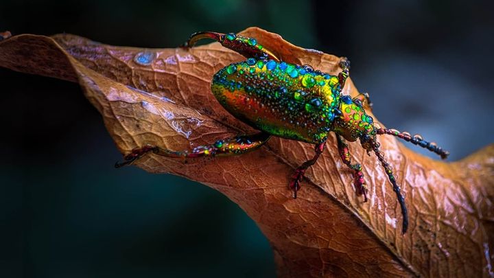 I campioni del regno animale