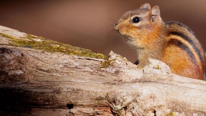 Alla scoperta dei parchi nazionali del Nord America