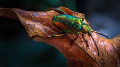 I campioni del regno animale