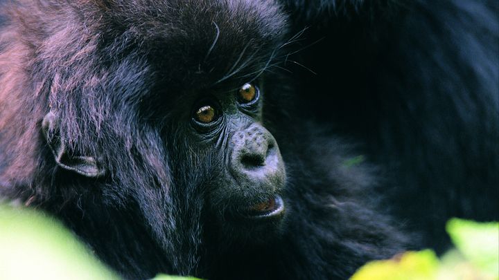 Wild Frank: missione gorilla