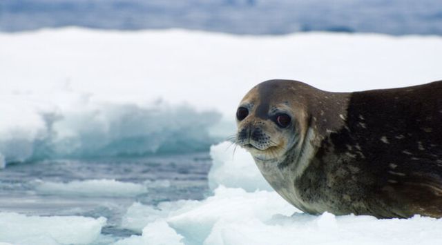 Frozen planet - Incanto di ghiaccio