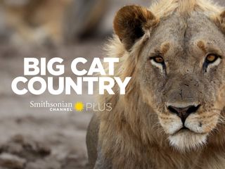 Big Cat Country