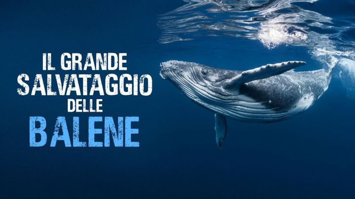 Serie Tv - Il grande salvataggio delle balene