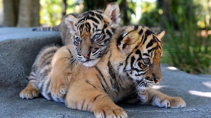 Serie Tv - Tigri in casa